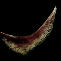 photo of Atlantic halibut preopercular lateral view