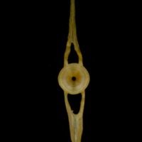 photo of Vendace caudal vertebra anterior view
