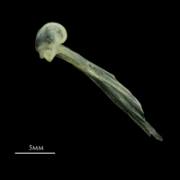 photo of Scad maxilla medial view