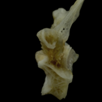 photo of Red gurnard first vertebra lateral view