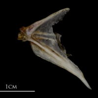 photo of Sea scorpion opercular medial view