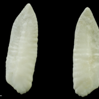 photo of Haddock otolith(s) detail view