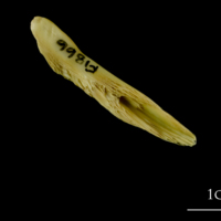 photo of Atlantic cod supracleithrum medial view