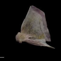 photo of Tub gurnard quadrate lateral view