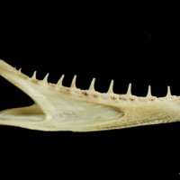 photo of European hake dentary medial view