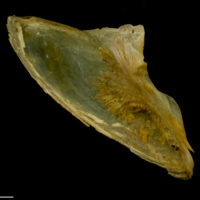 photo of Thinlip grey mullet  subopercular medial view