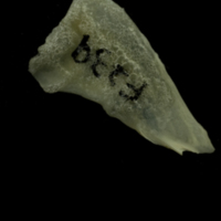 photo of Grayling subopercular lateral view