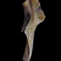 photo of Tub gurnard hyomandibular lateral view