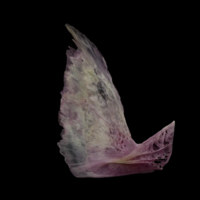 photo of Meagre subopercular medial view