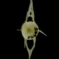 photo of European conger caudal vertebra anterior view