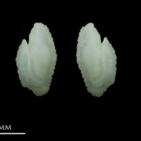 photo of Black seabream otolith(s) detail view
