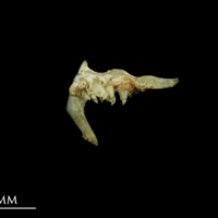 photo of Bleak pharyngeal dorsal view