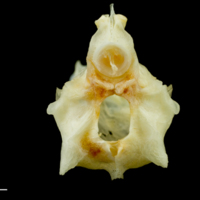 photo of Common sole basioccipital posterior view