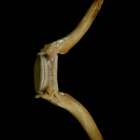 photo of Atlantic bluefin tuna  caudal vertebra lateral view