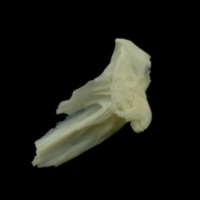 photo of Dragonet for assessment lateral view