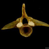 photo of Thinlip grey mullet  first vertebra anterior view