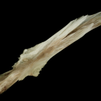 photo of Atlantic halibut parasphenoid dorsal view