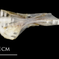 photo of Sea scorpion ceratohyal medial view