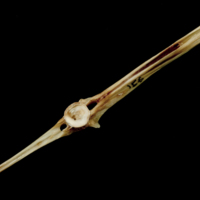 photo of Turbot precaudal vertebra anterior view