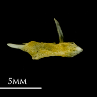 photo of Common sole articular medial view