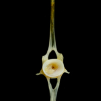 photo of Common sole precaudal vertebra anterior view