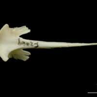 photo of Haddock vomer ventral view