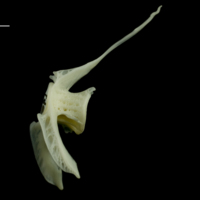 photo of Whiting precaudal vertebra lateral view