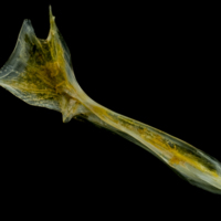 photo of Grey gurnard cleithrum medial view
