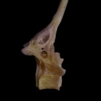 photo of Tub gurnard precaudal vertebra lateral view