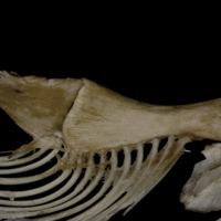 photo of Wels catfish ceratohyal epihyal complex medial view