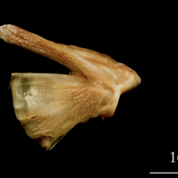 photo of Catfish quadrate lateral view