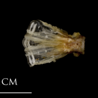photo of Sea scorpion basioccipital ventral view