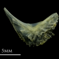 photo of Small sandeel preopercular lateral view