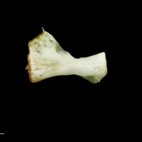 photo of Freshwater bream ceratohyal lateral view