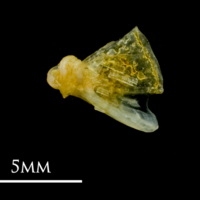 photo of Common sole quadrate lateral view
