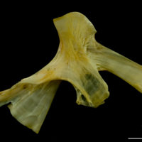 photo of Saithe hyomandibular lateral view