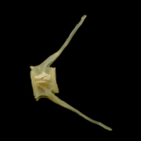photo of Vendace caudal vertebra lateral view