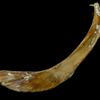 photo of Atlantic bluefin tuna  cleithrum lateral view