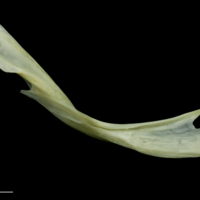 photo of Bullrout cleithrum medial view