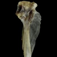 photo of Brill hyomandibular medial view