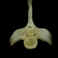 photo of Sandsmelt precaudal vertebra anterior view