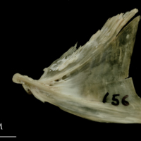 photo of Turbot opercular lateral view