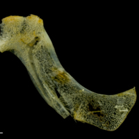 photo of Scad hyomandibular medial view