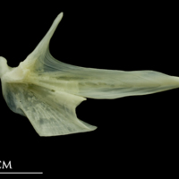 photo of Bullrout articular medial view