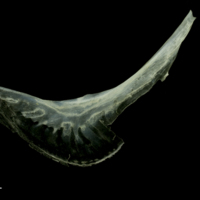 photo of Scad preopercular lateral view