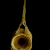 photo of Thinlip grey mullet  precaudal vertebra anterior view