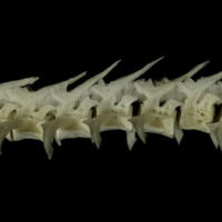 photo of Burbot precaudal vertebra lateral view