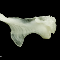 photo of Freshwater bream maxilla lateral view