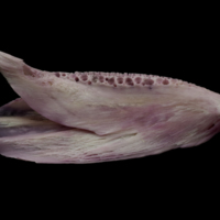 photo of Meagre dentary medial view