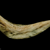 photo of Turbot preopercular lateral view